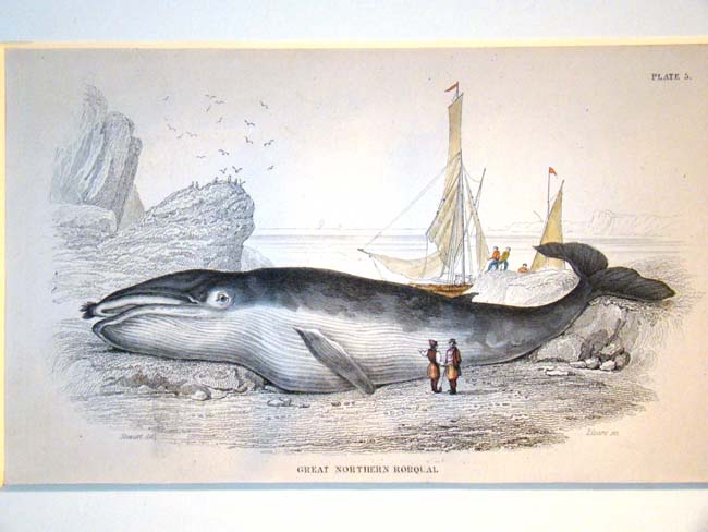 A 19th century whaling print by W.H. Lizars circa 1837